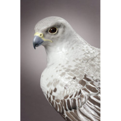 Rzeźba Gyrfalcon. Limitowana Rzeźba Gyrfalcon. Limitowana